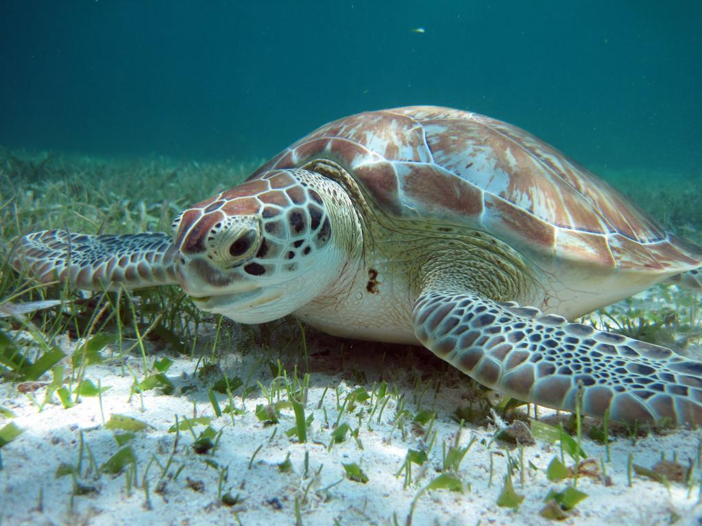 Caye Reef Condos Caye Caulker Dış mekan fotoğraf